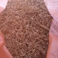 جودمسیاه