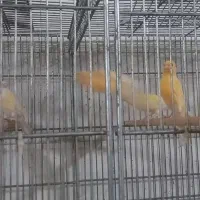قناری معمولی