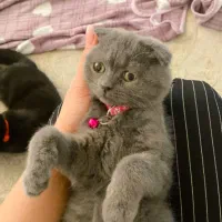 گربه|گربه|بندرعباس, |دیوار