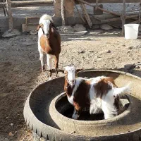 بز و بزغاله|حیوانات مزرعه|بهارستان, |دیوار