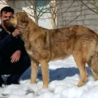 سگ های بزرگ جثه و خاص