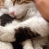 گربه پرشین|گربه|قم, پردیسان|دیوار