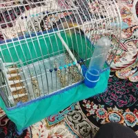 سهره نر|پرنده|قروه, |دیوار