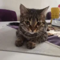 گربه ملوس|گربه|اسلامشهر, مطهری|دیوار