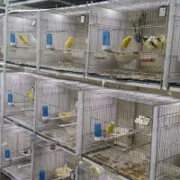 قفس قناری و سهره