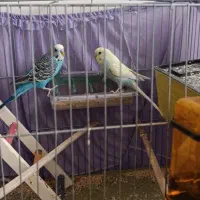 یک جفت مرغ عشق