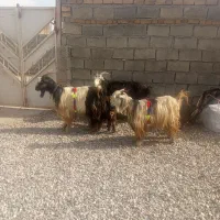 بز ترکی|حیوانات مزرعه|سیلاخور, |دیوار