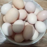 تخم مرغ خانگی