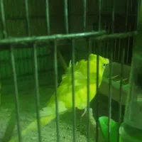 ۶تا مرغ عشق نر سالم  وعالی برای جفتگیریمرغ|پرنده|تهران, انبار نفت|دیوار