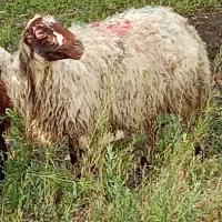 گوسفند جوون 55 کیلو به بالا