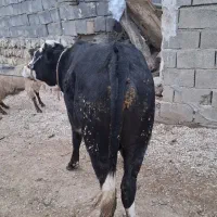 گوساله‌نر‌گوشتی‌درجه‌یک‌گاو