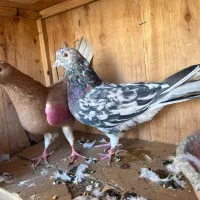 کفتر سرور کاشان|پرنده|تهران, ستارخان|دیوار