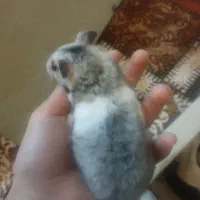 همستر