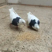 کفترا جوجه کشی هم هوا