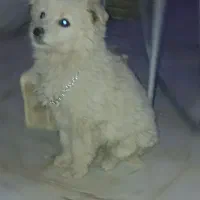 سگ پاکوتاه