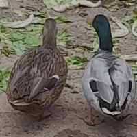 اردک پروازی نروماده ودوقطعه خروس سیبیرایت