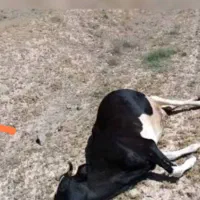 فروش گوساله وگاو تلف شده هر عدد یک میلیون