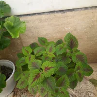 انواع گل خانگی شاداب