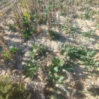 چغندر درشت دامی