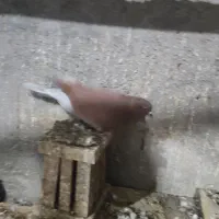 اوچان نر|پرنده|اردبیل, |دیوار