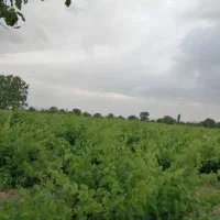 باغ انگور با سهمیه آب|فروش دفتر صنعتی، کشاورزی، تجاری|خرمدشت, |دیوار