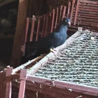 کبوتر سیاه ماده