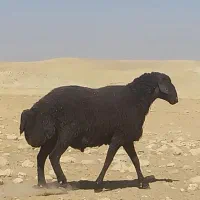 قوچ|حیوانات مزرعه|پیشخور, |دیوار