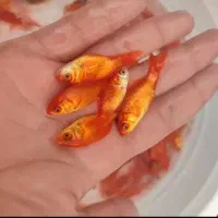 ماهی قرمز عید