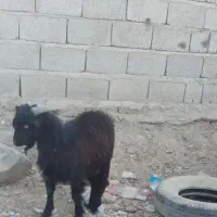 گوسفند فروشی