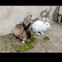 خرگوش سفیدوسیاه