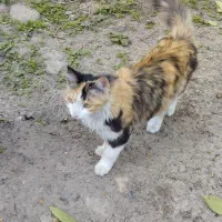 گربه پشمالو دم روباهی