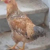 فروش پرنده ی خروس جوان