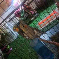 یک جفت عروس هلندی