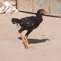 جوجه خروس لاری درجه یک