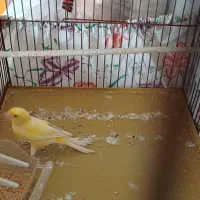 قناری میبد|پرنده|میبد, |دیوار