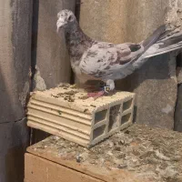 کوهی خرمایی