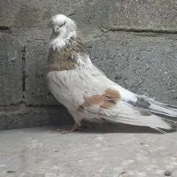 کبوتر نوک قنار