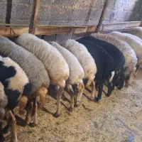 گوسفند نر پروار محلی