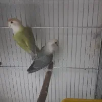 کوتوله برزیلی و عروس هلندی