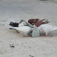 کبوتر|پرنده|شیراز, پانصد دستگاه ارتش|دیوار