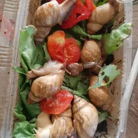 حلزون آچیتا و آلبینو