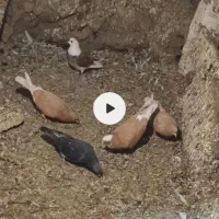 سه تا کبوتر زرد به فروش میرسد