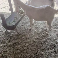 فروش قوچ داشتی کهره چپش بز گلابی|حیوانات مزرعه|آبپخش, |دیوار