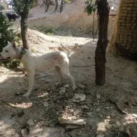 سگ داگو