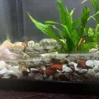 ماهی پلی تایگر