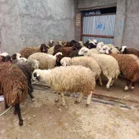 بره‌ نر|حیوانات مزرعه|بیرانوند, |دیوار