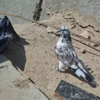 کبوتر گرفتنی|پرنده|هیرمند, |دیوار