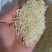 برنج چمپا زیر قیمت بازار