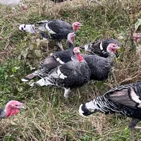 بوقلمون محلی نروماده