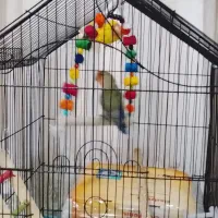 ی جفت طوطی برزیلی نروماده باقفس|پرنده|ری, سیزده آبان|دیوار